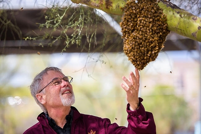 Honey bee geneticist Robert E. Page Jr. looks at a swarm. (Photo courtesy of Arizona State University)