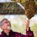 Honey bee geneticist Robert E. Page Jr. looks at a swarm. (Photo courtesy of Arizona State University)