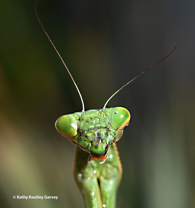 A female praying mantis, Stagmomantis limbata, stares at the photographer. (Photo by Kathy Keatley Garvey)
