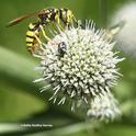 A crabronid wasp or beewolf in the genus Philanthus foraging on a pineapple sea lily (Eryngium horrium) in Vacaville. (Photo by Kathy Keatley Garvey)
