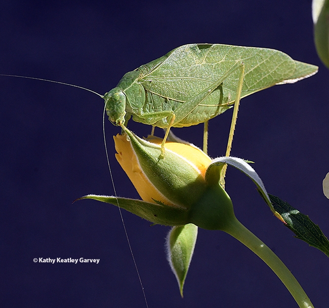 A katydid munching on yellow rose petals in a Vacaville garden. (Photo by Kathy Keatley Garvey)