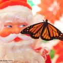 Does Santa shop at the Bohart? Yes, he does. Items in the gift shop include monarch pins.   (Photo by Kathy Keatley Garvey)