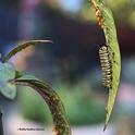 A monarch caterpillar sharing a milkweed leaf with oleander aphids on Dec. 8, 2023 in a Vacaville garden. (Photo by Kathy Keatley Garvey)
