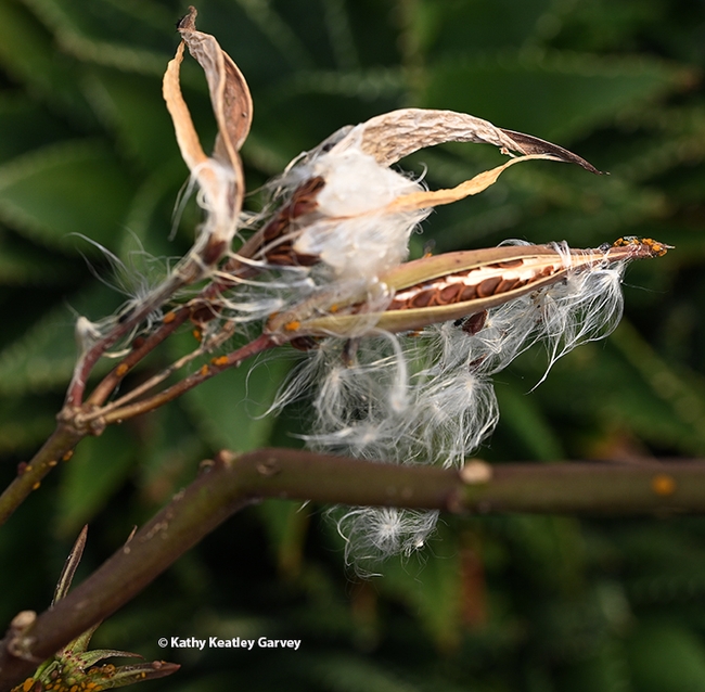 Milkweed going to seed on Dec. 8, 2023 in a Vacaville garden. (Photo by Kathy Keatley Garvey)