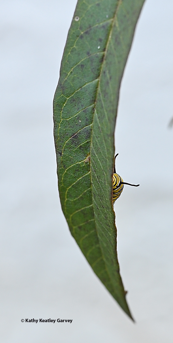 Peek-a-boo! A monarch caterpillar makes itself known on Dec. 8, 2023 in a Vacaville garden. (Photo by Kathy Keatley Garvey)