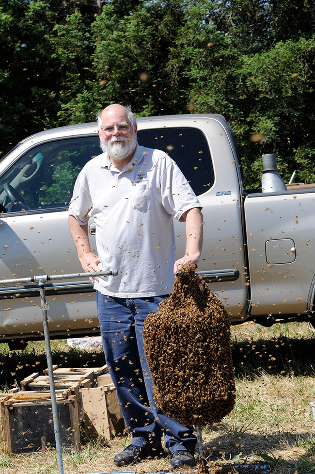 In 2010, Kim Flottum, then editor of Bee Culture, stands by a cluster of bees, ready for bee wrangling by his friend Norm Gary, UC Davis emeritus professor of entomology. (Photo by Kathy Keatley Garvey)
