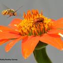 A male Melissodes agilis targeting a meloid beetle on a Tithonia in a Vacaville garden. (Photo by Kathy Keatley Garvey)
