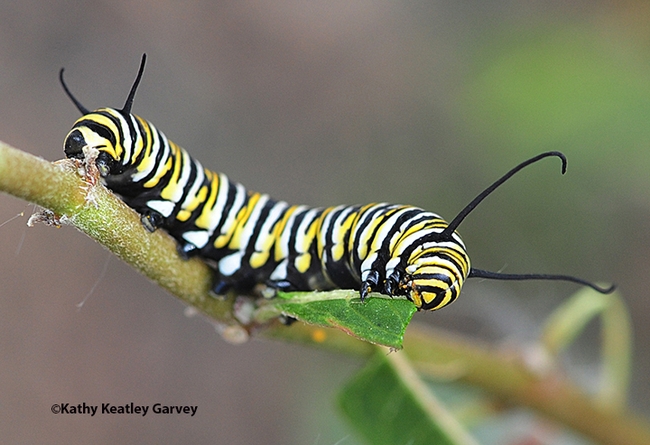 A monarch caterpillar munching on milkweed in a Vacaville garden. (Photo by Kathy Keatley Garvey)