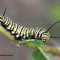 A monarch caterpillar munching on milkweed in a Vacaville garden. (Photo by Kathy Keatley Garvey)