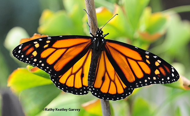 A newly eclosed male monarch spreads its wings in a Vacaville garden. (Photo by Kathy Keatley Garvey)