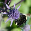 A yellow-faced bumble bee, Bombus vosnesenskii, forages on Eryngium amethystinum, a genus that belongs to the carrot family, Apiaceae. (Photo by Kathy Keatley Garvey)