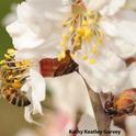 Honey bee working an almond blossom on the grounds of the Harry H. Laidlaw Jr. Honey Bee Research Facility at UC Davis. (Photo by Kathy Keatley Garvey)
