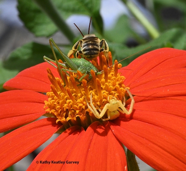 Three in one: a crab spider, katydid and a native bee. (Photo by Kathy Keatley Garvey)
