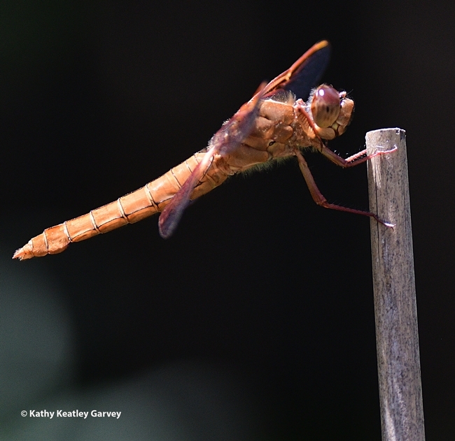 A flameskimmer dragonfly, Libellula saturata, looking or prey. (Photo by Kathy Keatley Garvey)