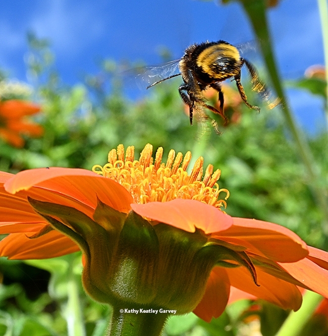 A bumble bee, Bombus californicus, leaving a Mexican sunflower, Tithonia rotundiola. (Photo by Kathy Keatley Garvey)