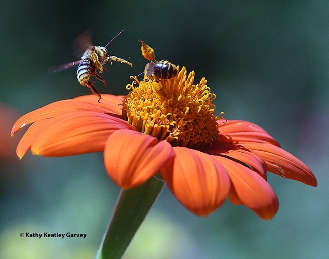 Native bees, Melissodes agilis, clash over territory. (Photo by Kathy Keatley Garvey)