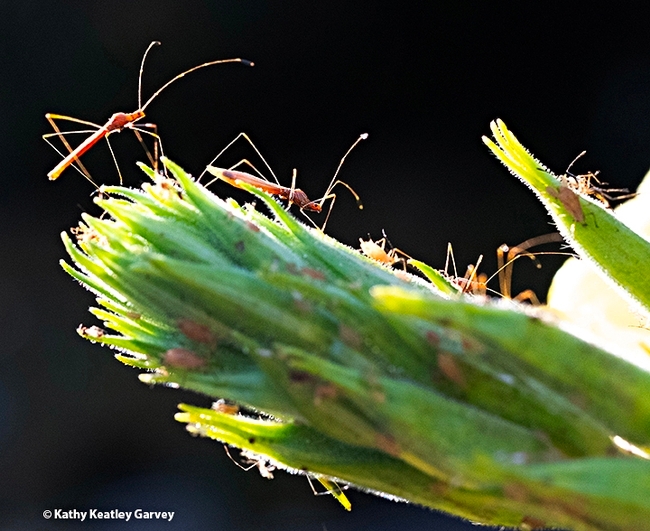 Stilt bugs, family Berytidae, order Hemiptera, infest an evening primrose. (Photo by Kathy Keatley Garvey)