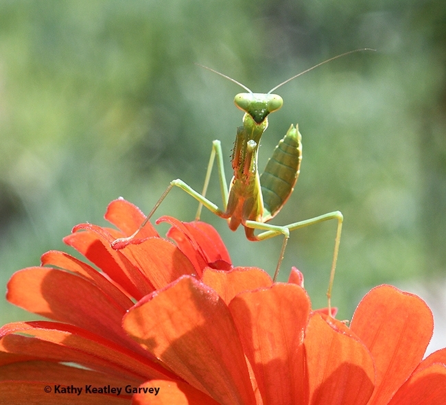 A praying mantis, Stagmomantis limbata, eyes the photographer. (Photo by Kathy Keatley Garvey)