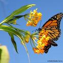 Monarch butterfly nectaring on milkweed in a Vacaville garden. (Photo by Kathy Keatley Garvey)