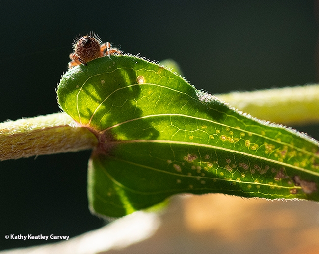 The jumping spider slides crawls over a leaf. (Photo by Kathy Keatley Garvey)