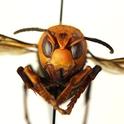 A northern giant hornet, Vespa mandarinia, which the news media dubbed 