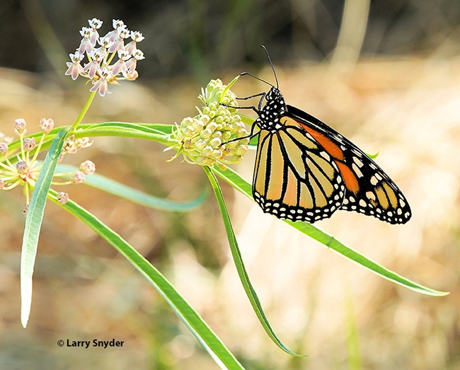 This is one of the images of monarchs that Davis resident Larry Snyder took at the North Davis Channel.