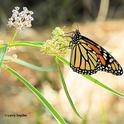 This is one of the images of monarchs that Davis resident Larry Snyder took at the North Davis Channel.