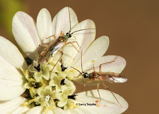 Two Engytatus varians share a tarweed flower. (Photo by Larry Snyder)