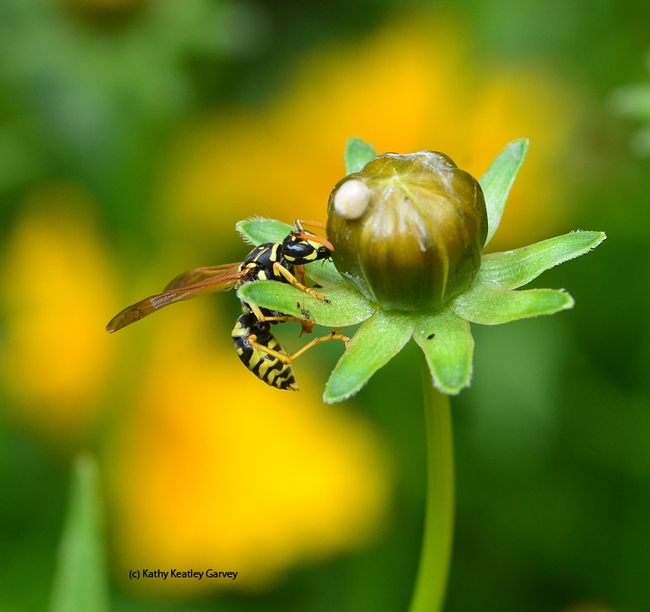 A foraging European paper wasp, Polistes dominula. (Photo by Kathy Keatley Garvey)