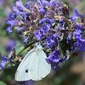 A cabbage white butterfly, Pieris rapae, sipping nectar on catmint (Nepeta). (Photo by Kathy Keatley Garvey)