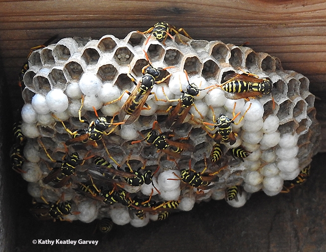 A fully occupied European paper wasp nest on a Vacaville fence. (Photo by Kathy Keatley Garvey)