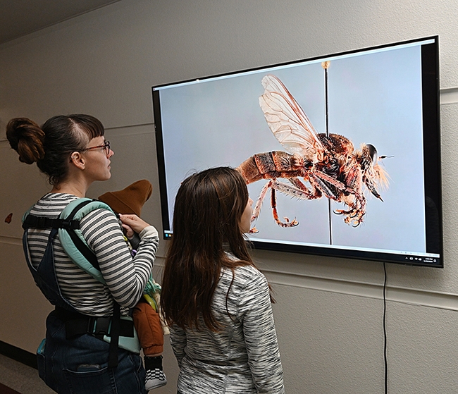 Camille Potter and her daughter, Skylan and son, Kehlan, Sacramento, admire a species of robber fly (family Asilidae) at the entrance to the Bohart Museum. (Photo by Kathy Keatley Garvey)