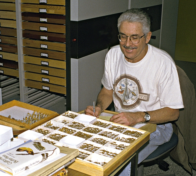 The late Mike Smith, a 20-year U.S. Air Force veteran who retired in Folsom, looks over his collection.  The sheep moths he collected are now in the Bohart Museum. He passed in 2003. (Photo courtesy of Jeff Smith, curator of the Bohart Museum's lepidoptera collection)