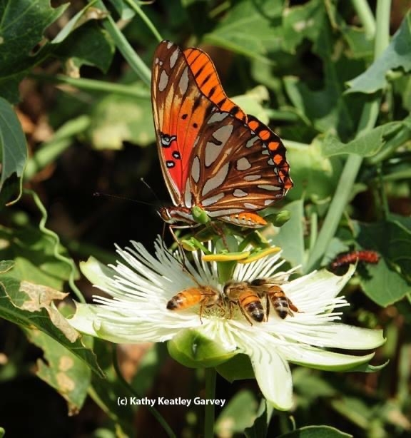 Sharing a passion flower blossom (Passiflora) are a Gulf Fritillary (Agraulis vanillae) and several honey bees (Apis mellifera) The passionflower vine is the Gulf Fritillary's host plant. (Photo by Kathy Keatley Garvey)