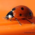 A portrait of a lady beetle, aka ladybug. (Photo by Kathy Keatley Garvey)