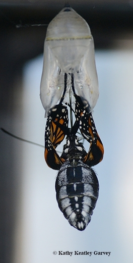 Bruce Hammock traces his research on chronic pain to his earlier work on how a caterpillar becomes a butterfly. Here a monarch butterfly ecloses. (Photo by Kathy Keatley Garvey)