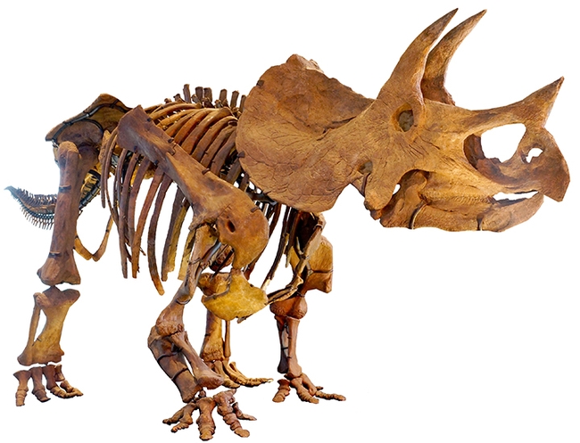 A mounted specimen of triceratops at the Natural History Museum of Los Angeles. The dinosaur lived 66 to 68 million years ago. (Courtesy of Wikipedia)