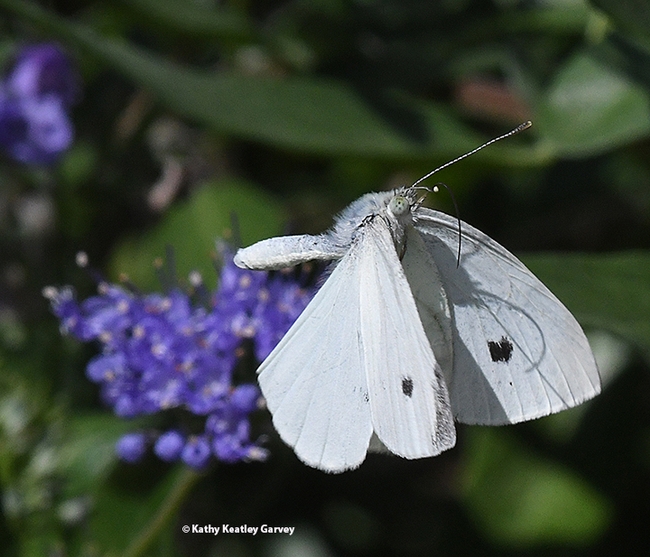 The cabbage white butterfly, Pieris rapae, is white with small black dots on its wings. (Photo by Kathy Keatley Garvey)