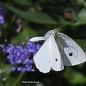 The cabbage white butterfly, Pieris rapae, is white with small black dots on its wings. (Photo by Kathy Keatley Garvey)