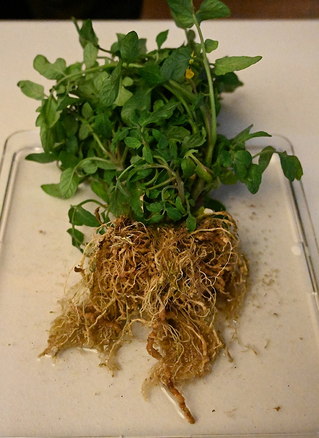 Tomato roots infested with root-knot nematodes. (Photo by Kathy Keatley Garvey)