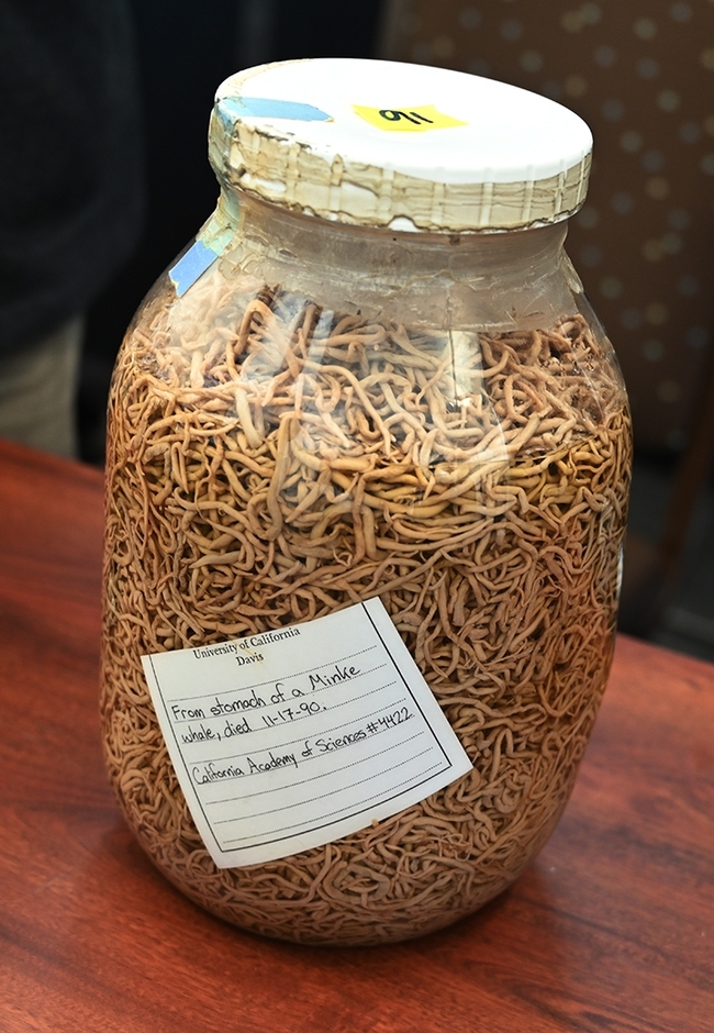 Nematode specimens from the stomach of a Minke whale. (Display courtesy of the California Academy of Sciences)
