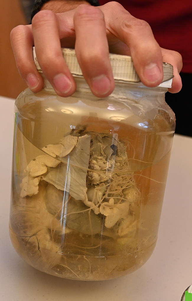 Dog heartworm specimens drew interest in the nematode collection. Dirofilaria immitis, also known as heartworm or dog heartworm, is a parasitic roundworm. (Photo by Kathy Keatley Garvey)