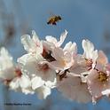 A honey bee buzzes over an almond branch on its way to pollinate another blossom. (Photo by Kathy Keatley Garvey)