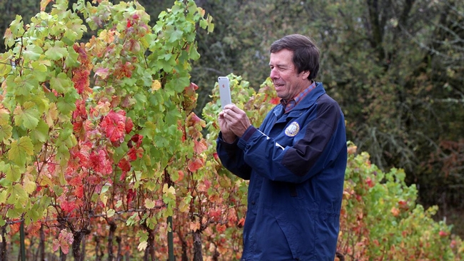 UC Davis distinguished professor emeritus Frank Zalom takes an image of a Willamette vineyard showing grapevine red blotch virus in the fall.