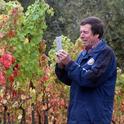 UC Davis distinguished professor emeritus Frank Zalom takes an image of a Willamette vineyard showing grapevine red blotch virus in the fall.
