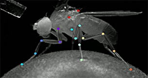 Neural network showing walking points of a fruit fly. (Image from the Salil Bidaye lab)