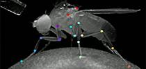 Neural network showing walking points of a fruit fly. (Image from the Salil Bidaye lab) for Bug Squad Blog