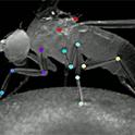 Neuronal network showing walking points of a fruit fly. (Image from the Salil Bidaye lab)