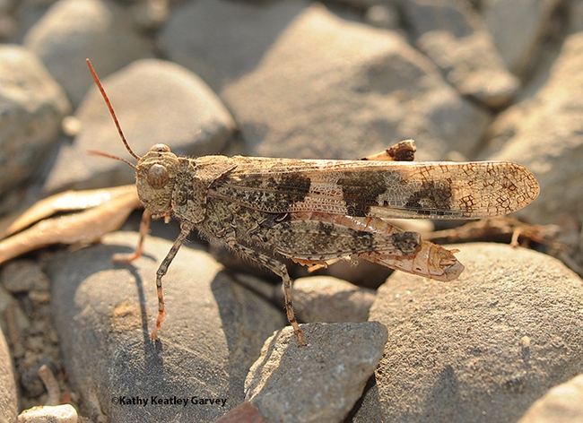 A banded-wing grasshopper, family Acrididae, settling on rocks in Vacaville. (Photo by Kathy Keatley Garvey)