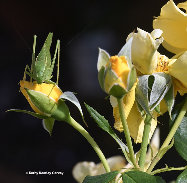 A katydid munching on a yellow rose in a Vacaville garden. (Photo by Kathy Keatley Garvey)